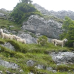 Largo Paola - pecore sul monte coppolo